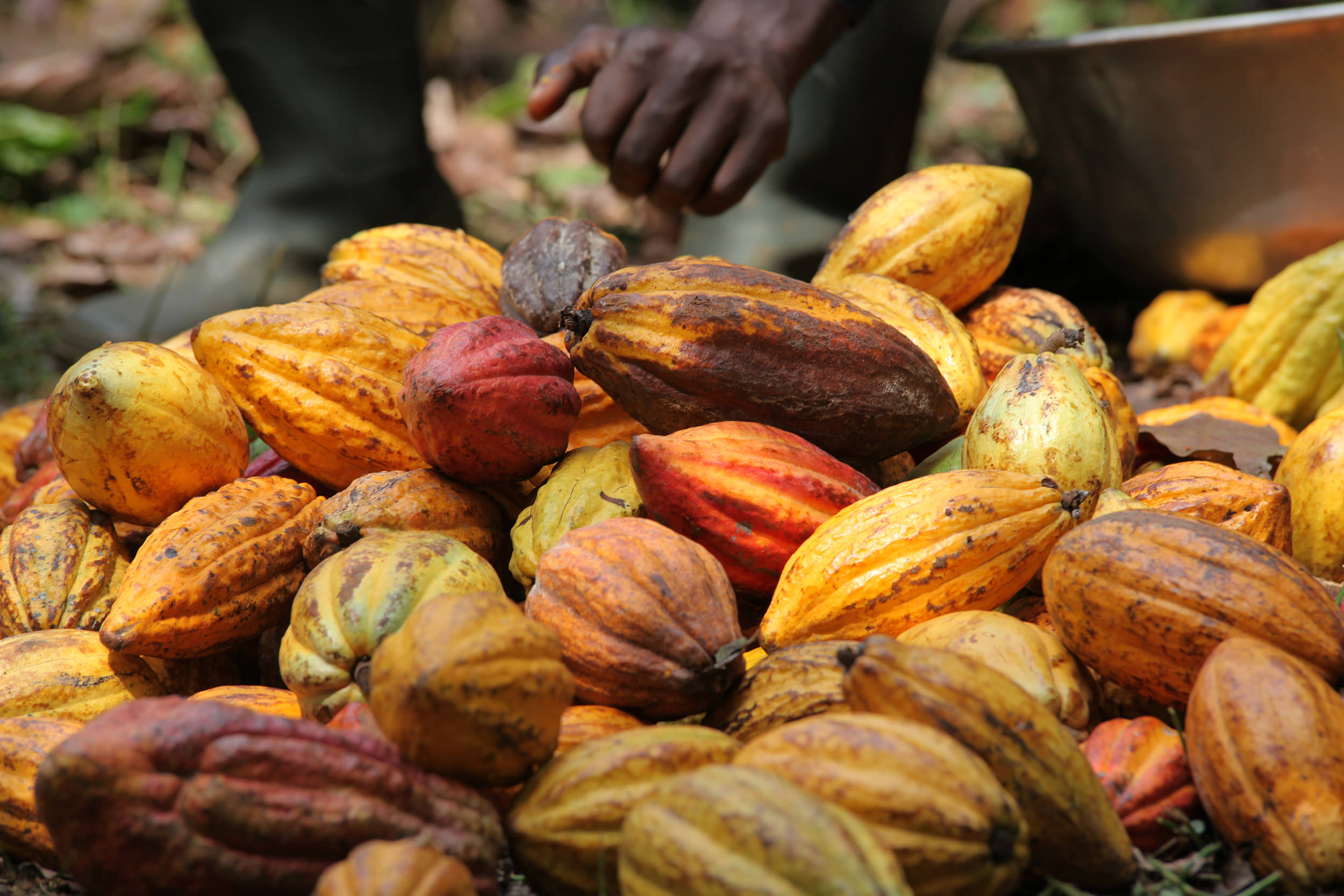  Ghana : Les perspectives sont favorables pour la nouvelle campagne du cacao 