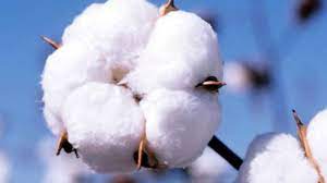  Global cotton industry chain: US sanctions linked to Xinjiang damage the sector 