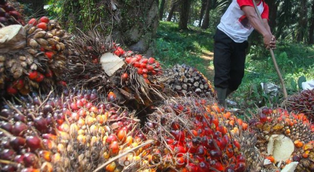  Côte d'Ivoire : Les cours de l'huile de palme s'envolent, + 50% en huit mois, l'action Palm-ci, bonne affaire du moment 