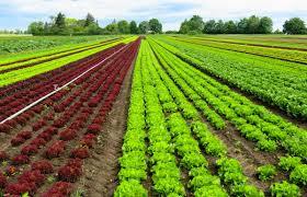  Organic farming: 1.6% increase in world land area 