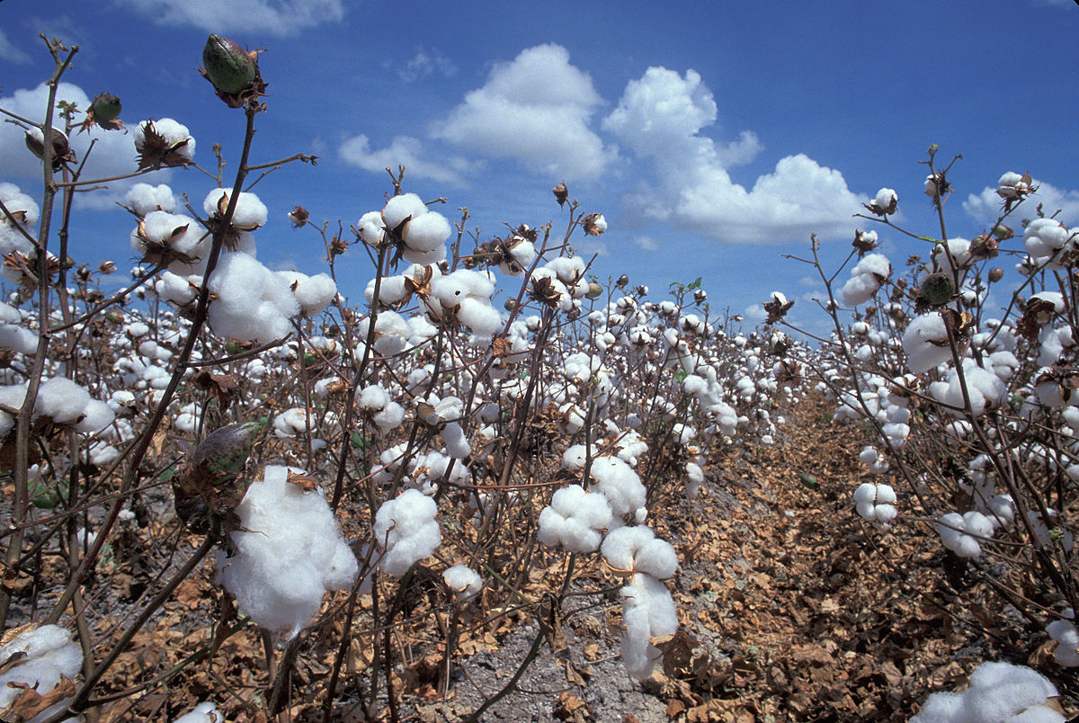  Cotton industry: production and productivity are falling in West Africa, except Benin 
