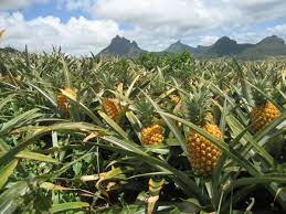  Filière ananas en Côte d’Ivoire : note négative pour la campagne 2023 