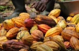  Exportation de cacao : le Conseil nigérian de promotion des exportations pense augmenter la production à 500 000 tonnes par an 