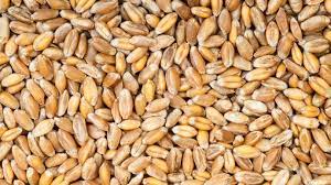  Accroissement de l’offre de blé : La BAD prévoit un plan de 1 milliard USD pour l’Afrique 