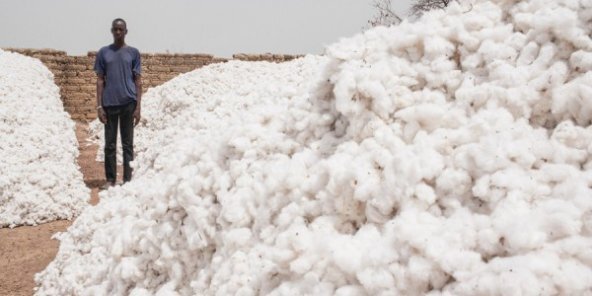  Hausse des prix du coton : Un atout pour l’Afrique de l’Ouest qui a encore 350 000 tonnes 