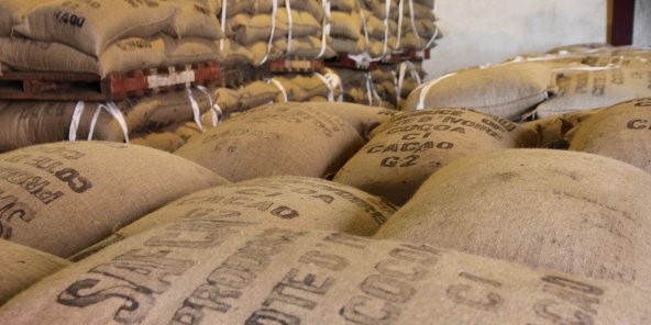  Cacao : le Ghana entrevoit la réussite de l’instauration du prix plancher 