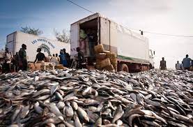  Food security in Nigeria: the creation of a national working group is required in fisheries 