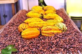  Exporting cocoa to Côte d'Ivoire: the government grants a subsidy to exporters 