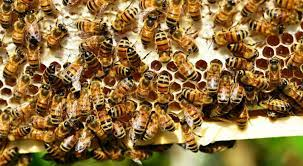  Burkina Faso: Specialists trained in bee health 