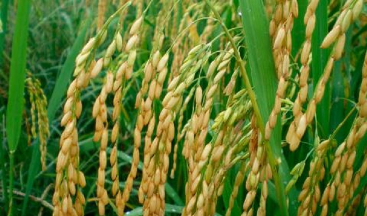  Rice sector: Cameroon aims to improve its productivity 