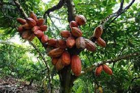  Cocoa production: Cameroon still below its target 