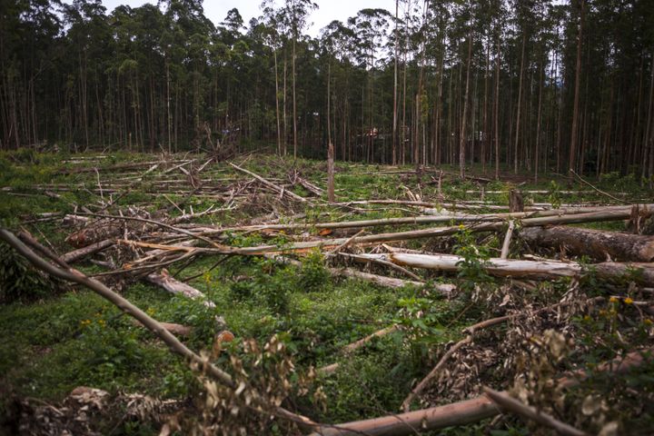  Lutte contre la déforestation mondiale : une entreprise chinoise accusée d’exploitation forestière 
