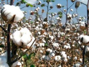  Côte d’Ivoire : le prix du coton graine fixé à 300 FCFA/kg pour la campagne 2019-2020 (+17%) 