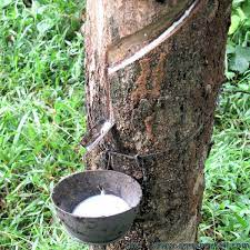  Agriculture: Abidjan to host first virtual Global Rubber Summit 