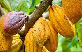  Export product: “Made in Togo” cocoa rewarded in Italy 