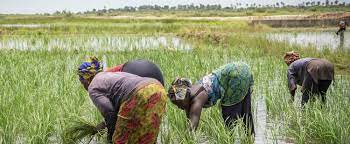  Agriculture : la Banque africaine de développement veut faciliter l’accès aux engrais des producteurs agricoles africains 