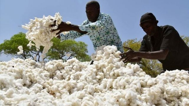 Ivory Coast: Cotton cultivation reintroduced in the Dabakala region 