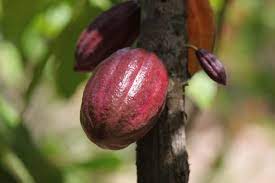  Commodity: cocoa future contracts above $3,500 per ton 