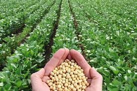  Trade: Benin exported 6,300 t of organic soybeans to Europe in 2020 