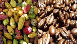  Cocoa and coffee: A new subsidy window launched in Cameroon 