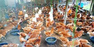  Poultry farming: EBID supports Guinea for the production of 25 million chickens per year 