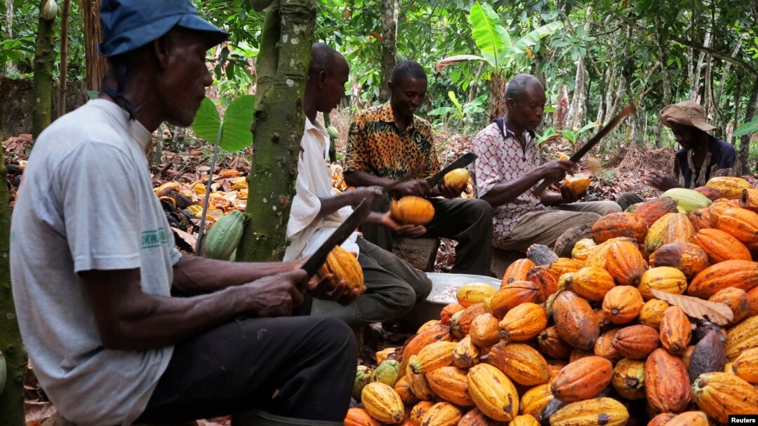  Métaux précieux : hausse des cours du cacao et du sucre 