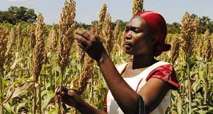  Produits agricoles prioritaires : La FAO lance une action nommée "Un pays, un seul" 