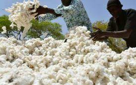  Filière coton: La Côte d’Ivoire reçoit un appui de 40 millions d’euros de l’AFD 