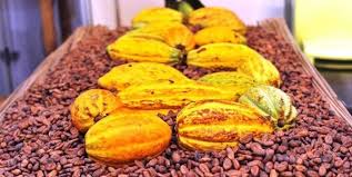  Matière première : les prix du cacao à un niveau record 