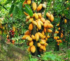  Cacao : Le Nigeria rejoindra l’initiative Côte d’Ivoire –Ghana 