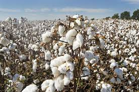  Cotton production in Mali 8,000 cooperatives financially supported 