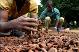  Coffee and cocoa producers: A cooperative makes 8.46 million FCFA in Côte d'Ivoire 