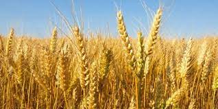  Denrées alimentaires: 27 pays africains dépendent du blé importé de la Russie et l’Ukraine selon la Cnuced 