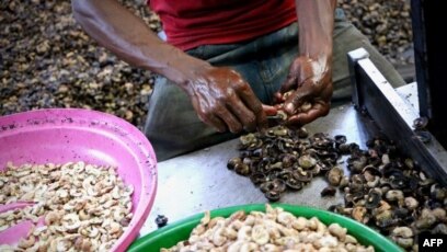  Cashew nut processing in West Africa: Access to credit, a major obstacle to the development of the sector 