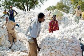  Production de coton au Burkina: Bambou Bihoun appelle à relever le défi de 650 mille tonnes attendues 