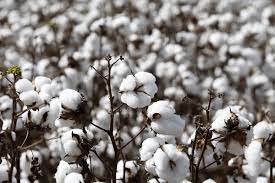  ComMODITY: Cotton closed near its lowest with a loss of 2 cents 