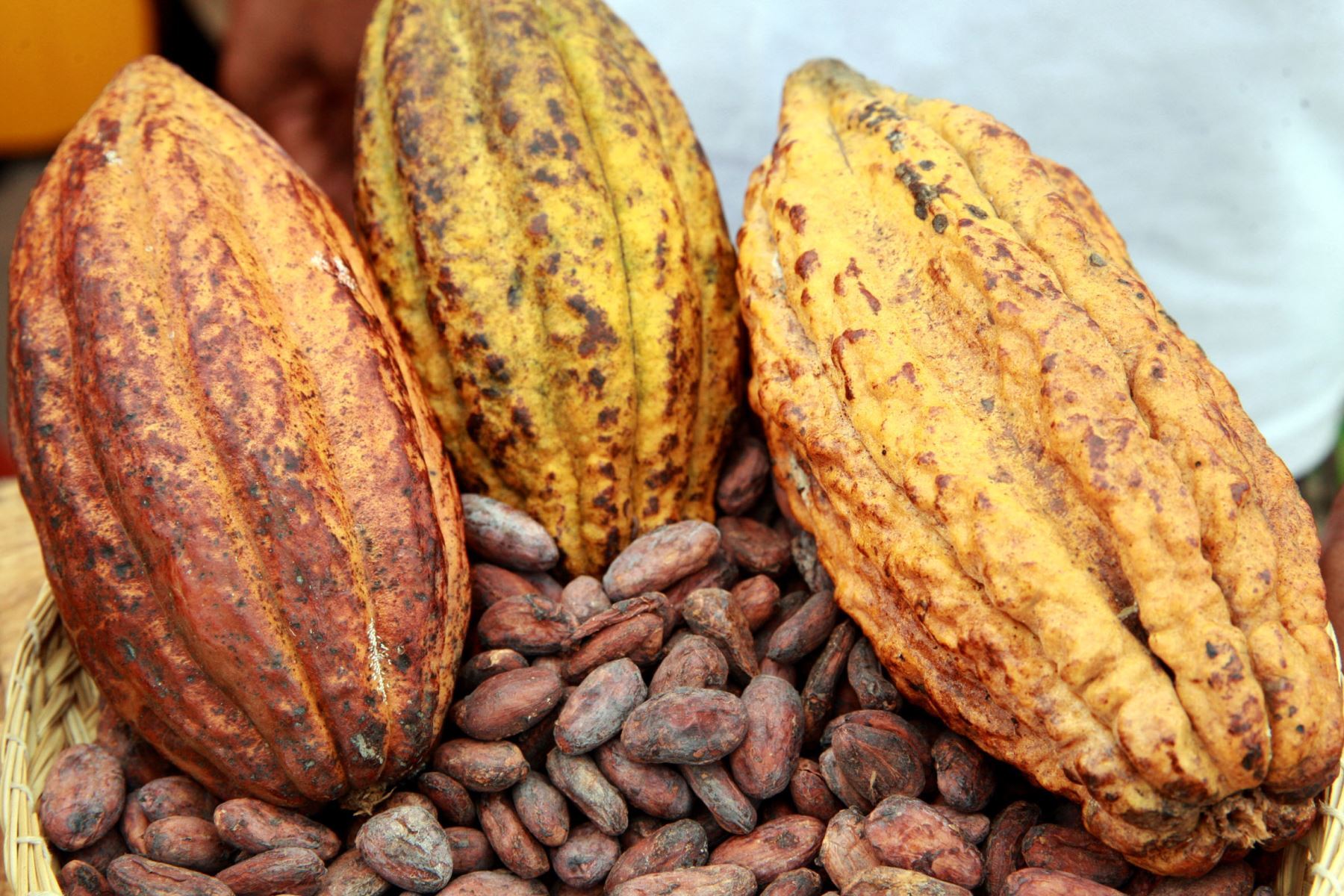  Ivory Coast National cocoa exporters evoke the invasion of 6 multinationals 