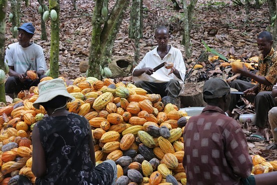  Construction d’usine de transformation de cacao: Les populations déplacées de Kablaké et Poro indemnisées 