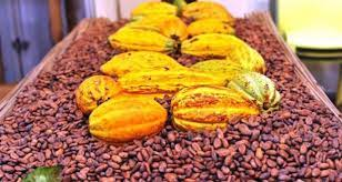  Côte d'Ivoire: Baisse des exportations de cacao, café, caoutchouc et coton 
