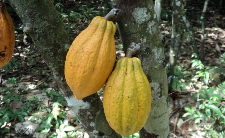  Cacao : une organisation internationale interpelle sur le risque d’accroissement d’enfants au travail des enfants dû au COVID 19 (communiqué) 