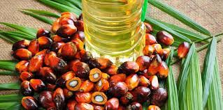  Contrats à terme sur l'huile de palme : une évolution enregistrée 
