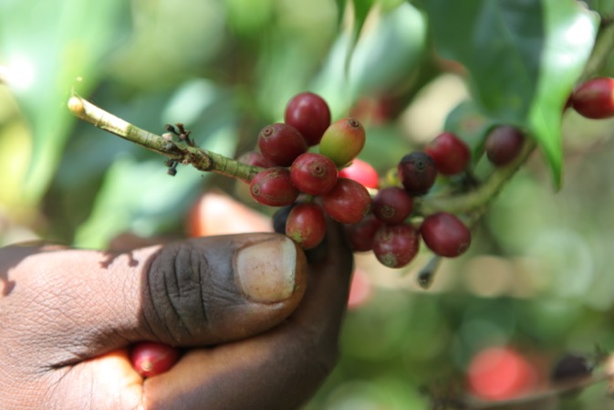  The Ivorian State will contribute €48 million to maintaining the guaranteed coffee price 