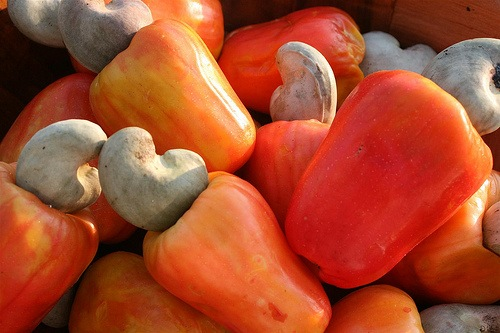 Benin: $18.6 million for the development of the cashew sector and agricultural entrepreneurship 