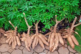  Celebrating Cassava Week: the first edition scheduled to take place from 13 to 16 June 2023 