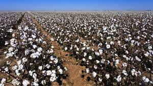  Production de coton au Mali: Un rebond de 87% attendu pour la campagne 2021/22 