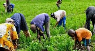  Accélération de l'agriculture familiale : le gouvernement angolais approuve un programme 