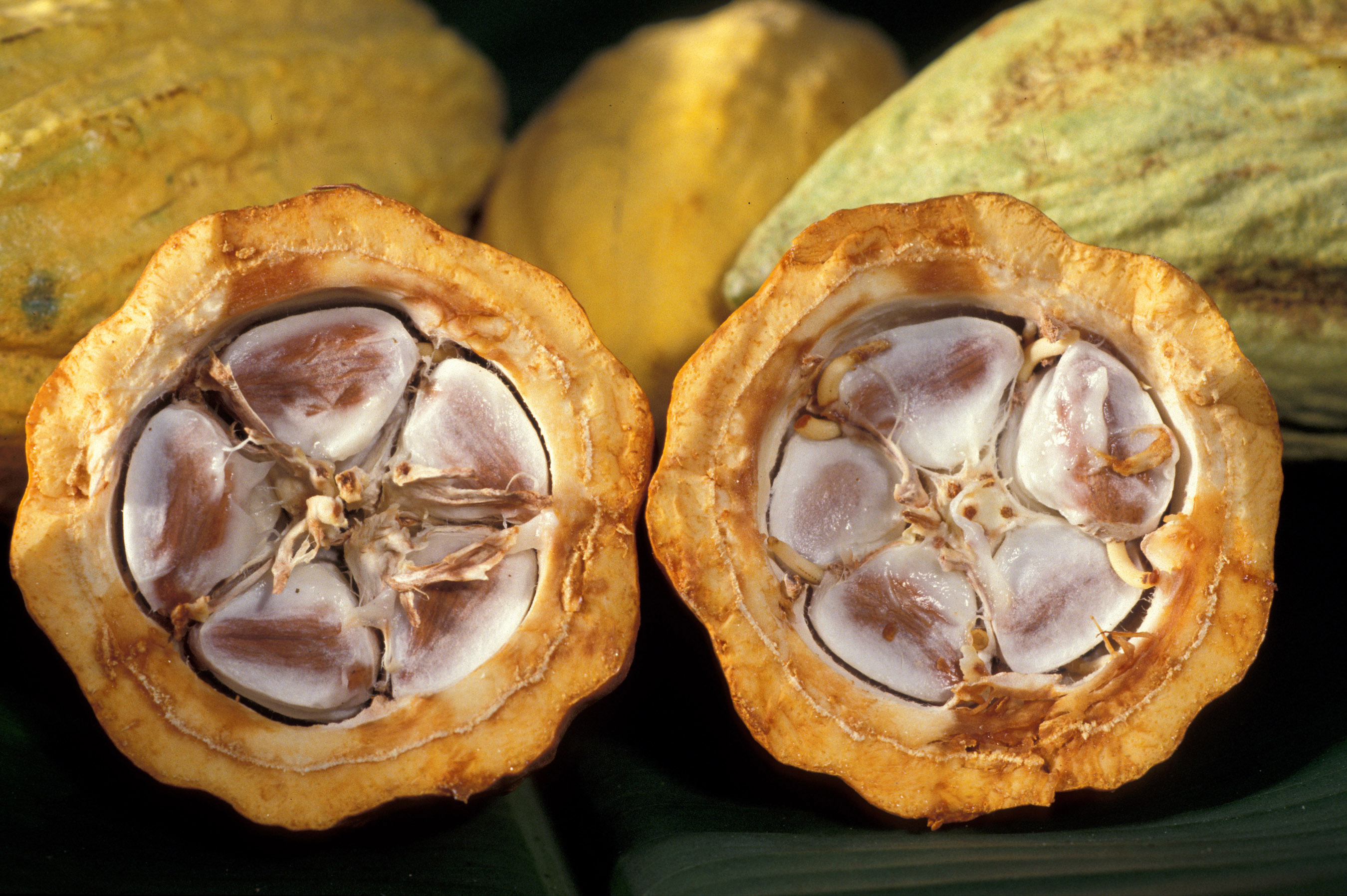  Ivory Coast: Certified cocoa stocks fall by 43% 