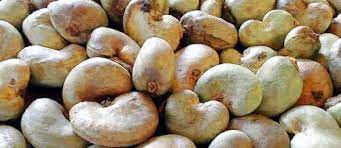  Filière noix de cajou : La Côte d’Ivoire signe un accord avec un groupe chinois 