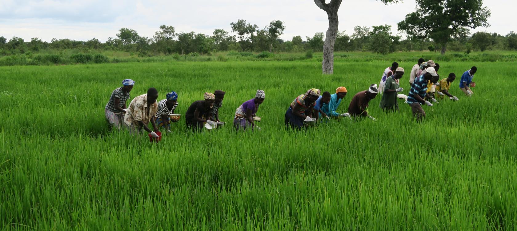  Rice farming: The Agric China-Gambia project demonstrates fully mechanized rice production 