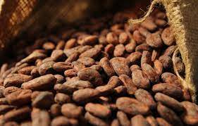  Cameroon: The quantity of cocoa processed drops by 12.8 tonnes during the 2020-2021 season 